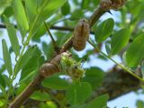 07 les plus prévoyantes grimpent en haut des arbres
